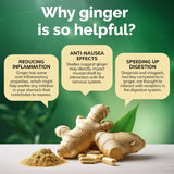 Ginger root, powder, and capsules with text explaining its benefits on a green background