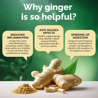 Ginger root, powder, and capsules with text explaining its benefits on a green background